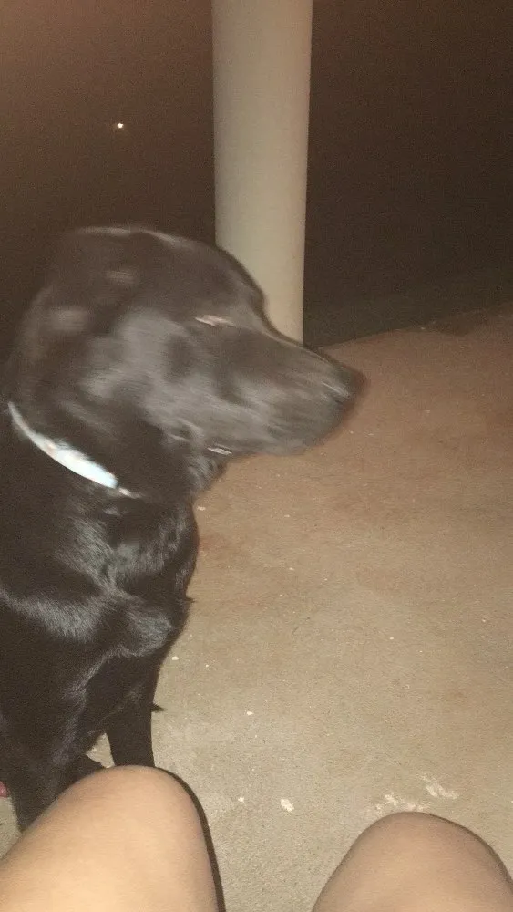 Cachorro ra a Pastor alemão com labrador idade 7 a 11 meses nome Magnus