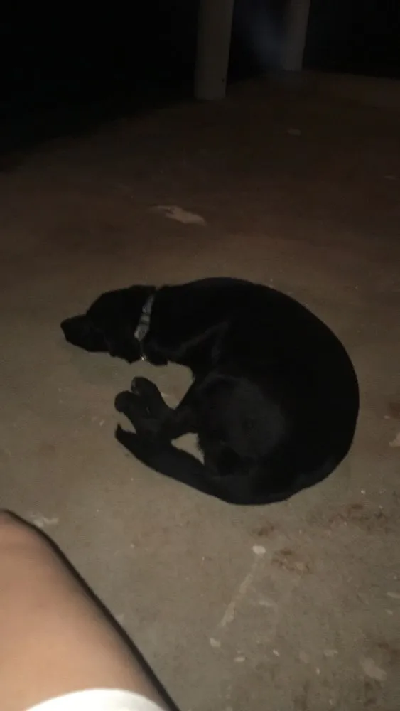 Cachorro ra a Pastor alemão com labrador idade 7 a 11 meses nome Magnus