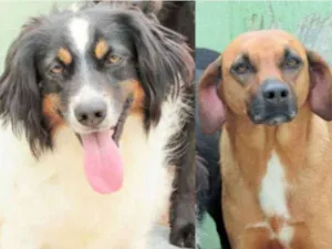Cachorro raça  idade  nome Sol e Sushi
