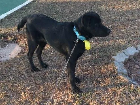 Cachorro ra a Pastor alemão com labrador idade 7 a 11 meses nome Magnus