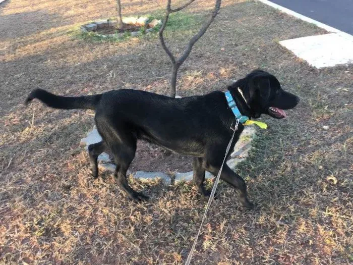 Cachorro ra a Pastor alemão com labrador idade 7 a 11 meses nome Magnus