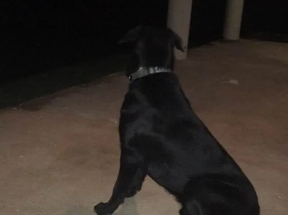 Cachorro ra a Pastor alemão com labrador idade 7 a 11 meses nome Magnus