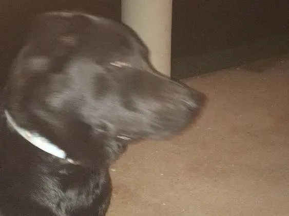 Cachorro ra a Pastor alemão com labrador idade 7 a 11 meses nome Magnus