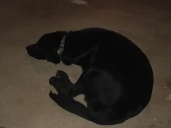 Cachorro ra a Pastor alemão com labrador idade 7 a 11 meses nome Magnus