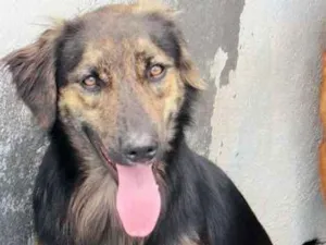 Cachorro raça  idade  nome Yuri