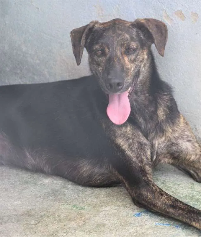 Cachorro ra a  idade  nome Jasmin