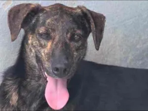 Cachorro raça  idade  nome Jasmin