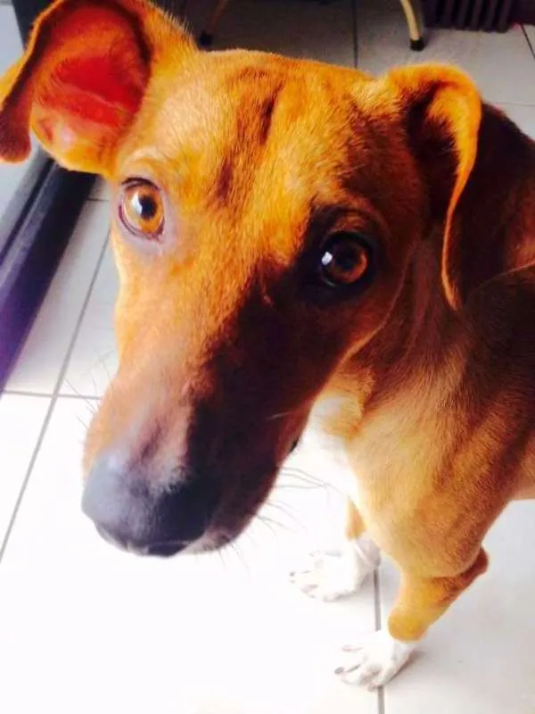 Cachorro ra a SRD idade 1 ano nome Dobby