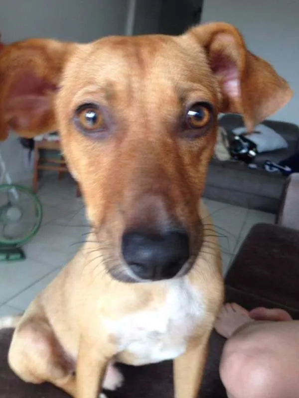 Cachorro ra a SRD idade 1 ano nome Dobby