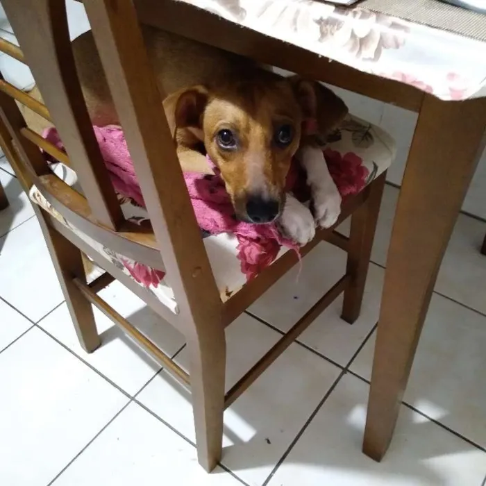 Cachorro ra a SRD idade 1 ano nome Dobby