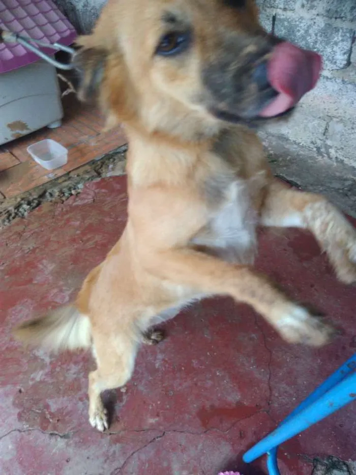 Cachorro ra a Viralata idade 7 a 11 meses nome Eva