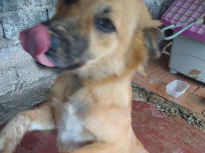 Cachorro ra a Viralata idade 7 a 11 meses nome Eva