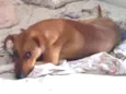 Dobby