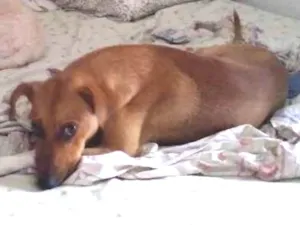 Cachorro raça SRD idade 1 ano nome Dobby
