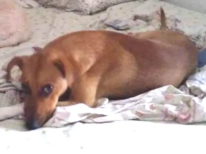 Cachorro ra a SRD idade 1 ano nome Dobby