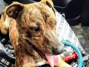 Cachorro raça Pit-Bull idade 2 anos nome Myla
