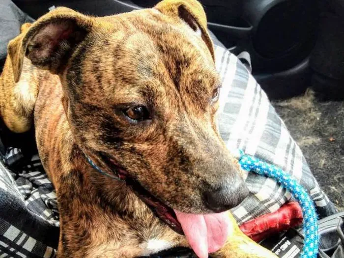 Cachorro ra a Pit-Bull idade 2 anos nome Myla