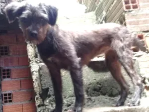 Cachorro raça Poodle idade 1 ano nome Nina
