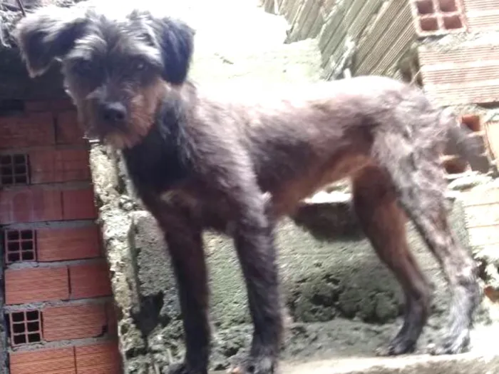 Cachorro ra a Poodle idade 1 ano nome Nina