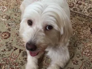 Cachorro raça Lhasa Apso (mestiça) idade 4 anos nome Belinha 