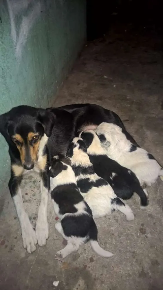 Cachorro raça SRD idade 2 a 6 meses nome Sem nome