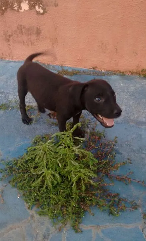 Cachorro ra a Mestiço idade 2 a 6 meses nome Não tem
