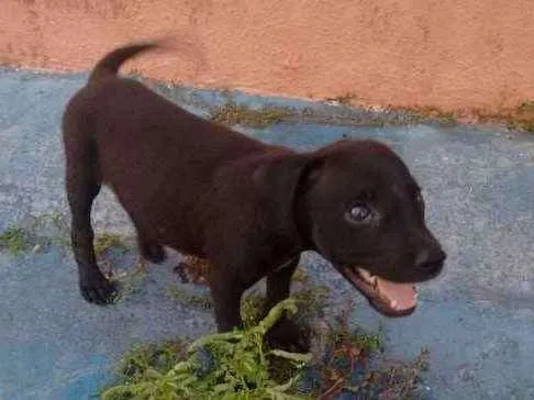 Cachorro ra a Mestiço idade 2 a 6 meses nome Não tem