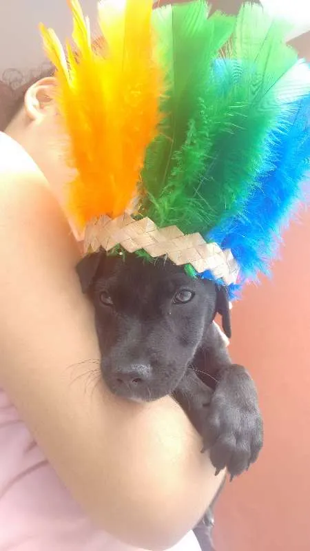 Cachorro ra a Mestiço idade 2 a 6 meses nome Não tem