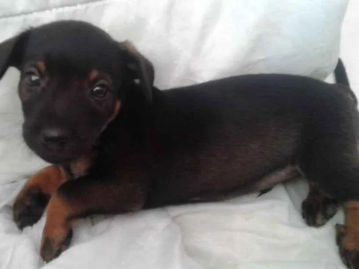 Cachorro ra a Dachshund idade 2 a 6 meses nome Bug