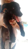 Não tem