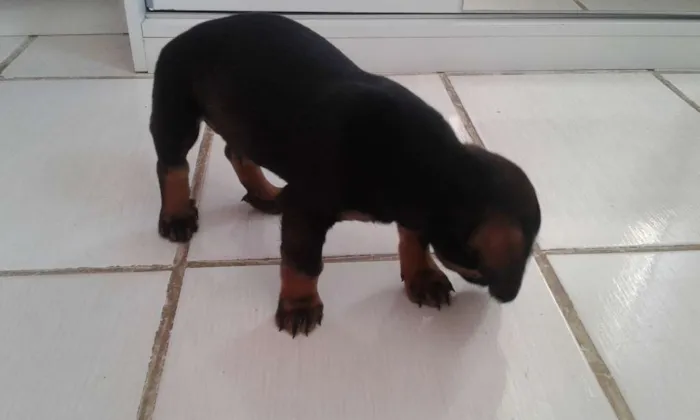 Cachorro ra a Dachshund idade 2 a 6 meses nome Bug