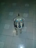 Bob