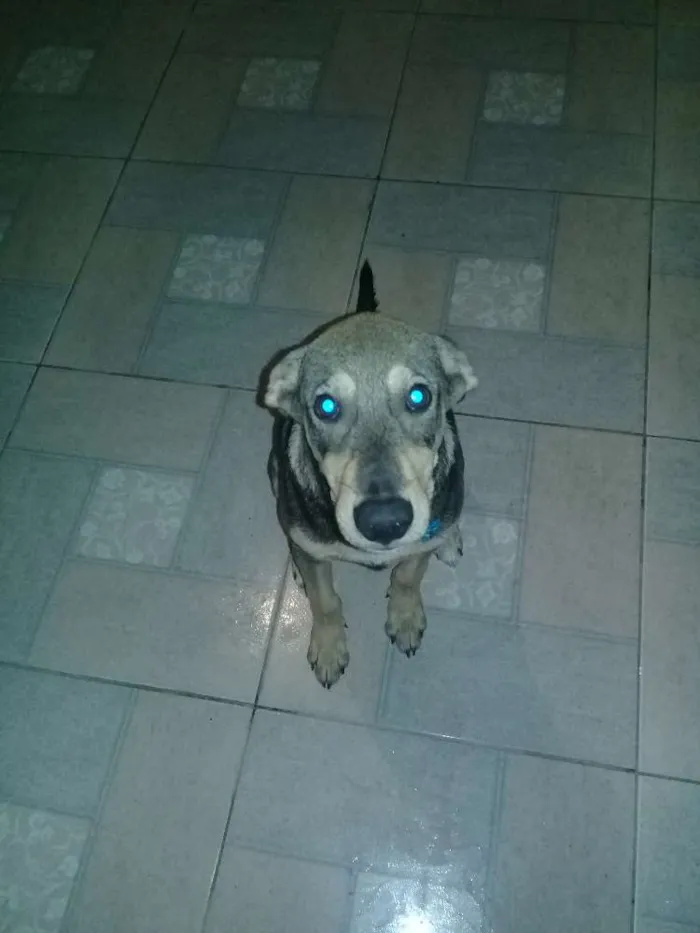 Cachorro raça Viralata com fila idade 2 a 6 meses nome Bob