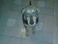 Bob