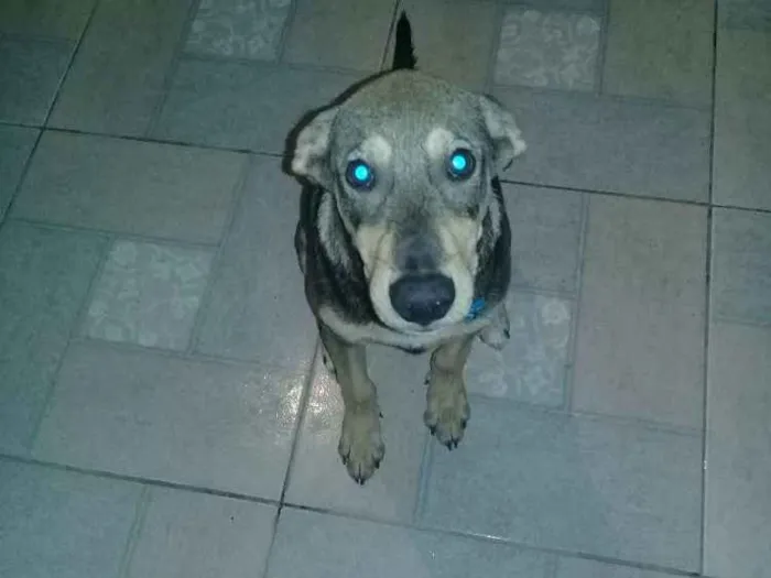 Cachorro raça Viralata com fila idade 2 a 6 meses nome Bob