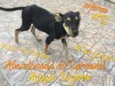 PETÚNIA