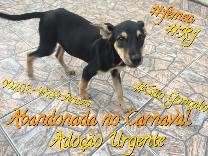 Cachorro raça SRD idade 2 a 6 meses nome PETÚNIA