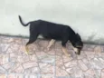 PETÚNIA