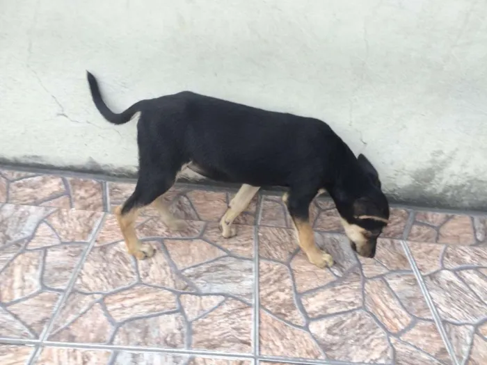 Cachorro raça SRD idade 2 a 6 meses nome PETÚNIA