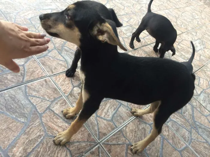 Cachorro raça SRD idade 2 a 6 meses nome PETÚNIA