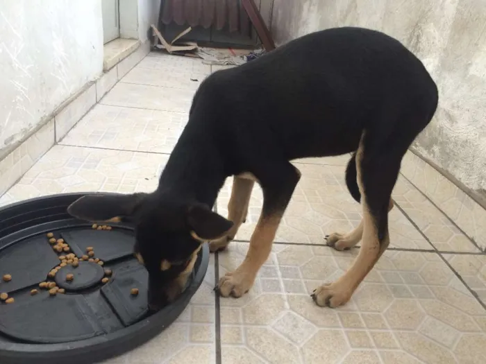 Cachorro raça SRD idade 2 a 6 meses nome PETÚNIA