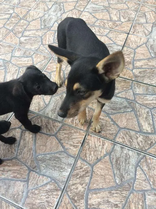 Cachorro raça SRD idade 2 a 6 meses nome PETÚNIA