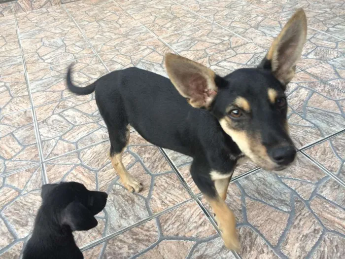 Cachorro raça SRD idade 2 a 6 meses nome PETÚNIA