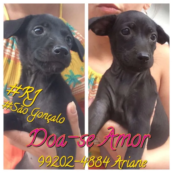 Cachorro raça SRD idade 2 a 6 meses nome AMORA/JABUTICABA
