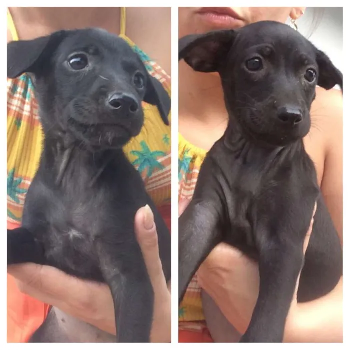 Cachorro raça SRD idade 2 a 6 meses nome AMORA/JABUTICABA