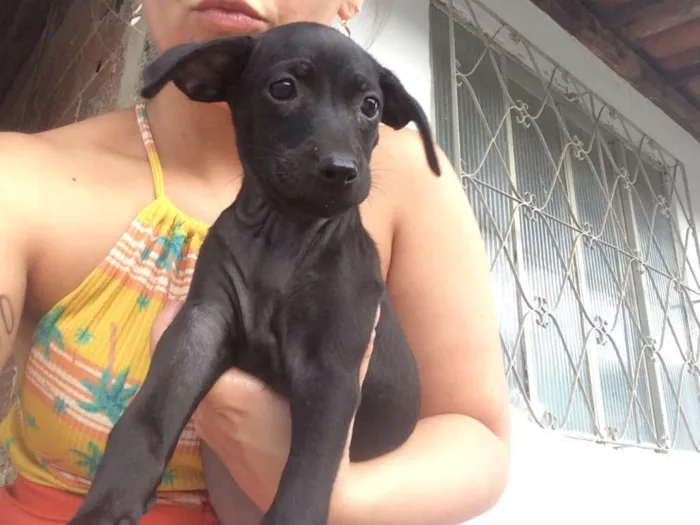 Cachorro raça SRD idade 2 a 6 meses nome AMORA/JABUTICABA