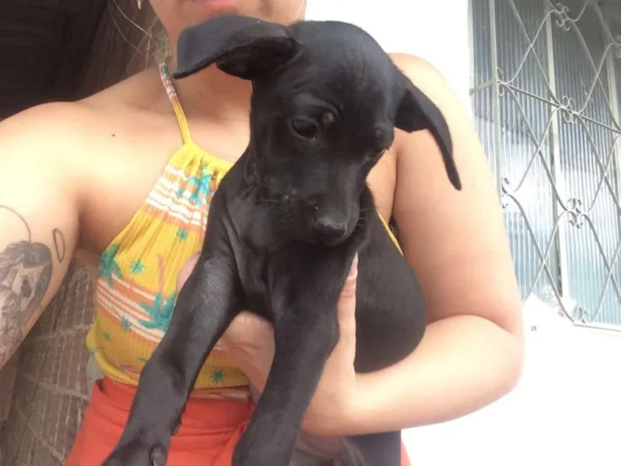 Cachorro raça SRD idade 2 a 6 meses nome AMORA/JABUTICABA