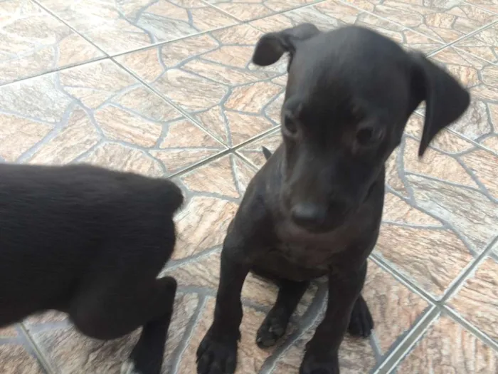 Cachorro raça SRD idade 2 a 6 meses nome AMORA/JABUTICABA