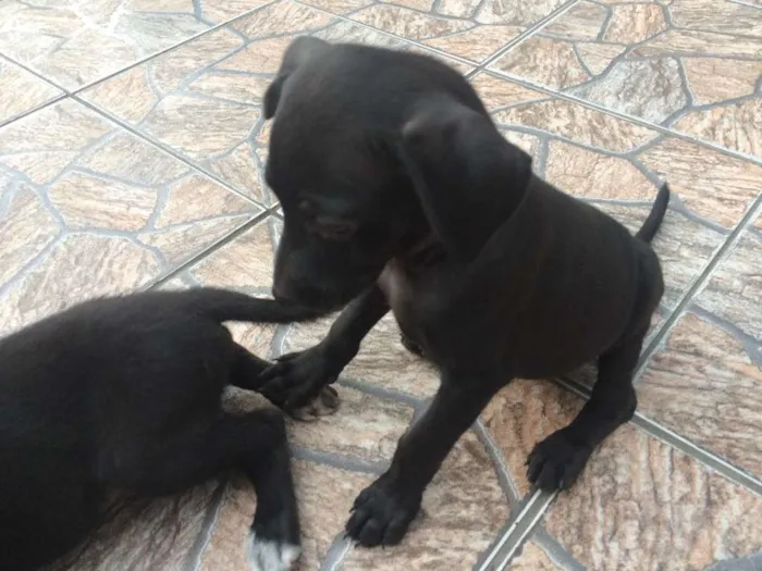 Cachorro raça SRD idade 2 a 6 meses nome AMORA/JABUTICABA