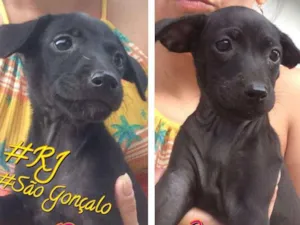 Cachorro raça SRD idade 2 a 6 meses nome AMORA/JABUTICABA